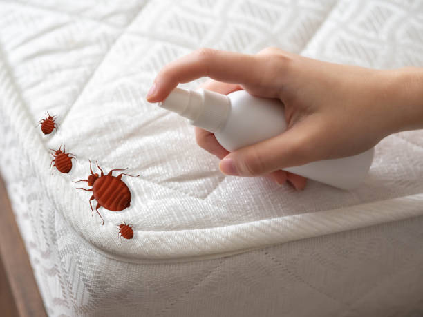 Wasp Removal Services in Cavalier, ND