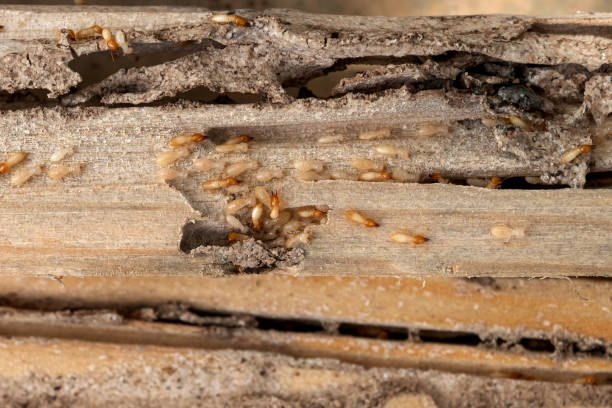 Best Residential Pest Control  in Cavalier, ND